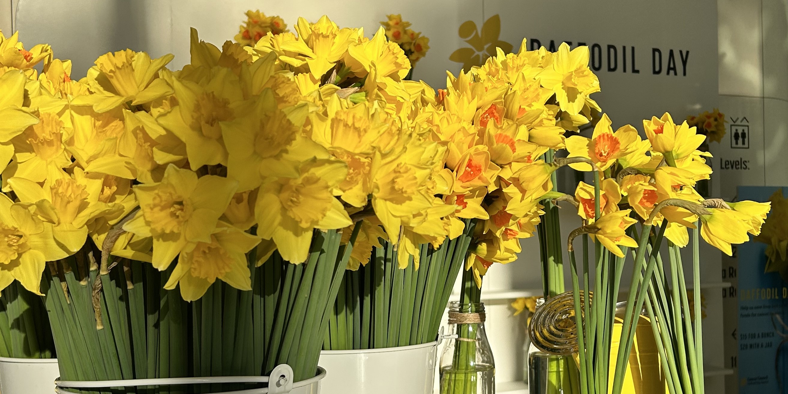 Daffodil Day